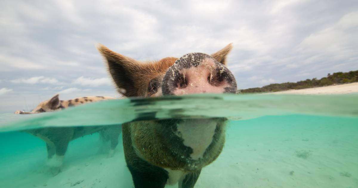 Swimming Pigs in Bahamas - Best Time