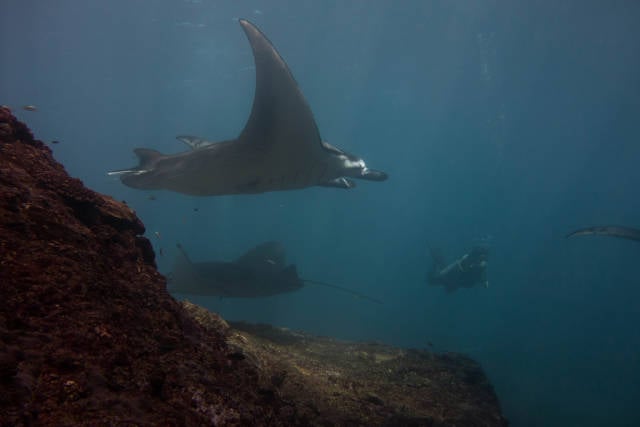 Manta Rays in Bali - Best Season