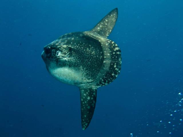 Mola Mola in Bali - Best Time