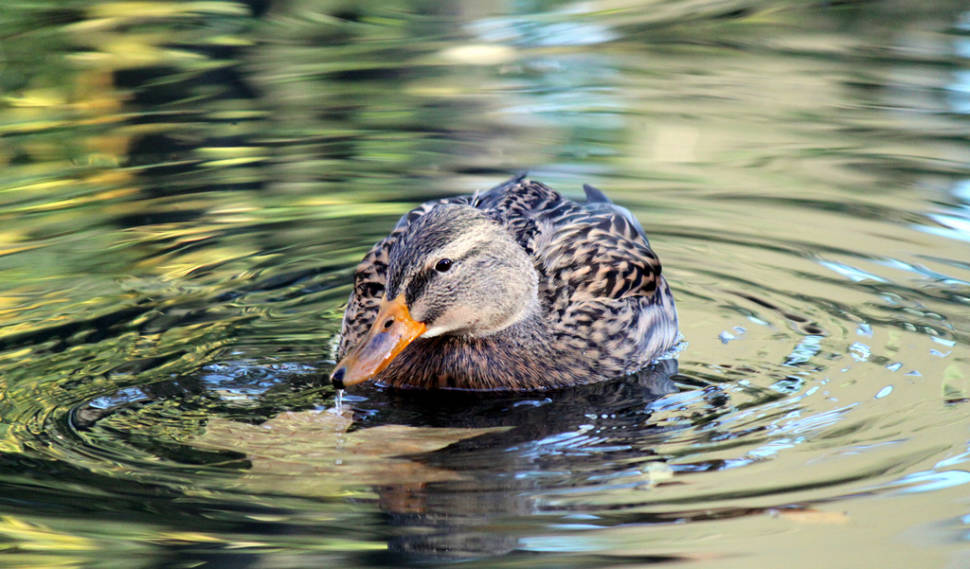 Birdwatching in Bavaria - Best Season