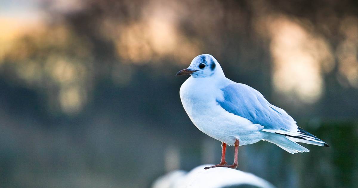 Birdwatching in Bavaria - Best Time