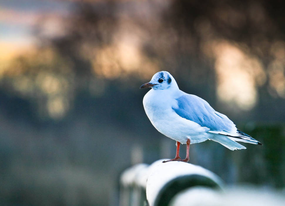 Birdwatching in Bavaria - Best Time