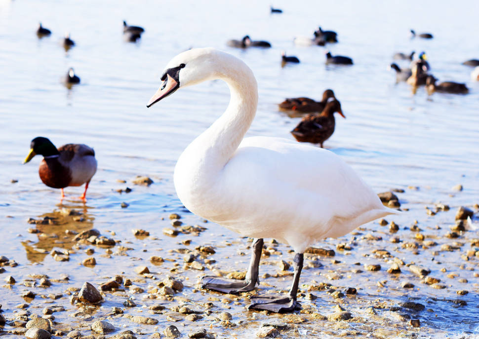 Chiemsee Schwan