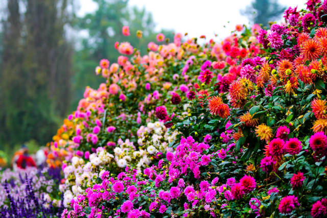 Flowers of Mainau Island in Bavaria - Best Time