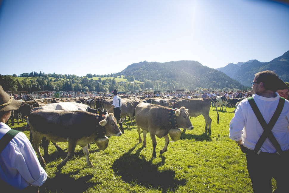 Best time to see Viehscheid in Bavaria