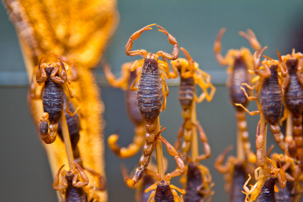 Fried Scorpions in Beijing - Best Season