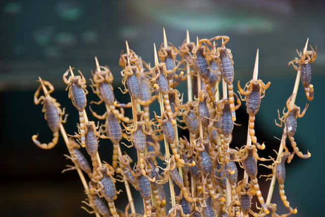 Fried Scorpions in Beijing - Best Time