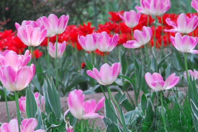 Tulip Blossoms in Beijing - Best Season