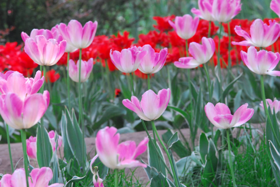 Tulip Blossoms in Beijing - Best Season