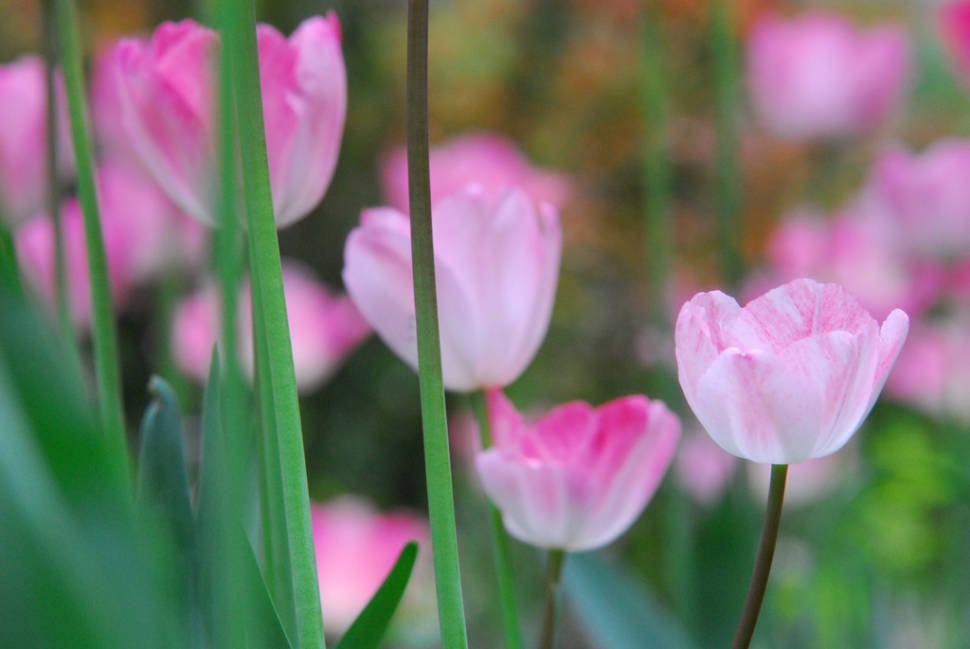 Tulip Blossoms in Beijing - Best Time