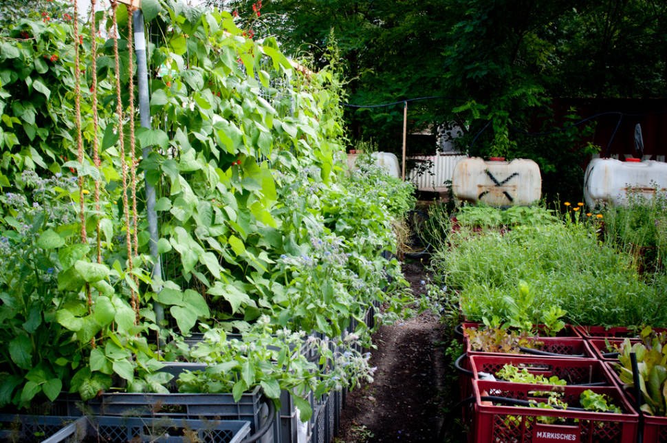 Urban Gardening at Prinzessinnengärten in Berlin - Best Time