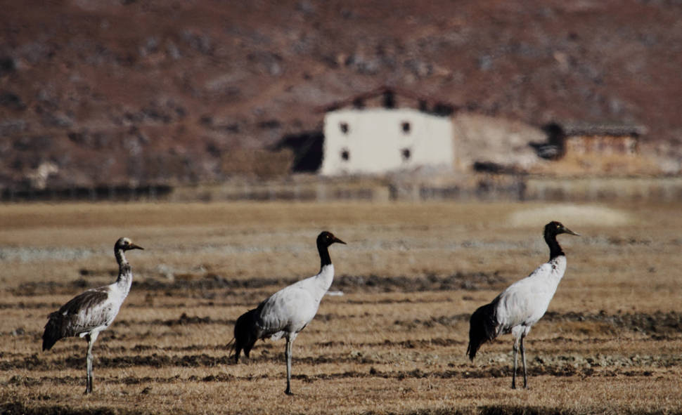 Black-Necked Cranes in Bhutan - Best Season
