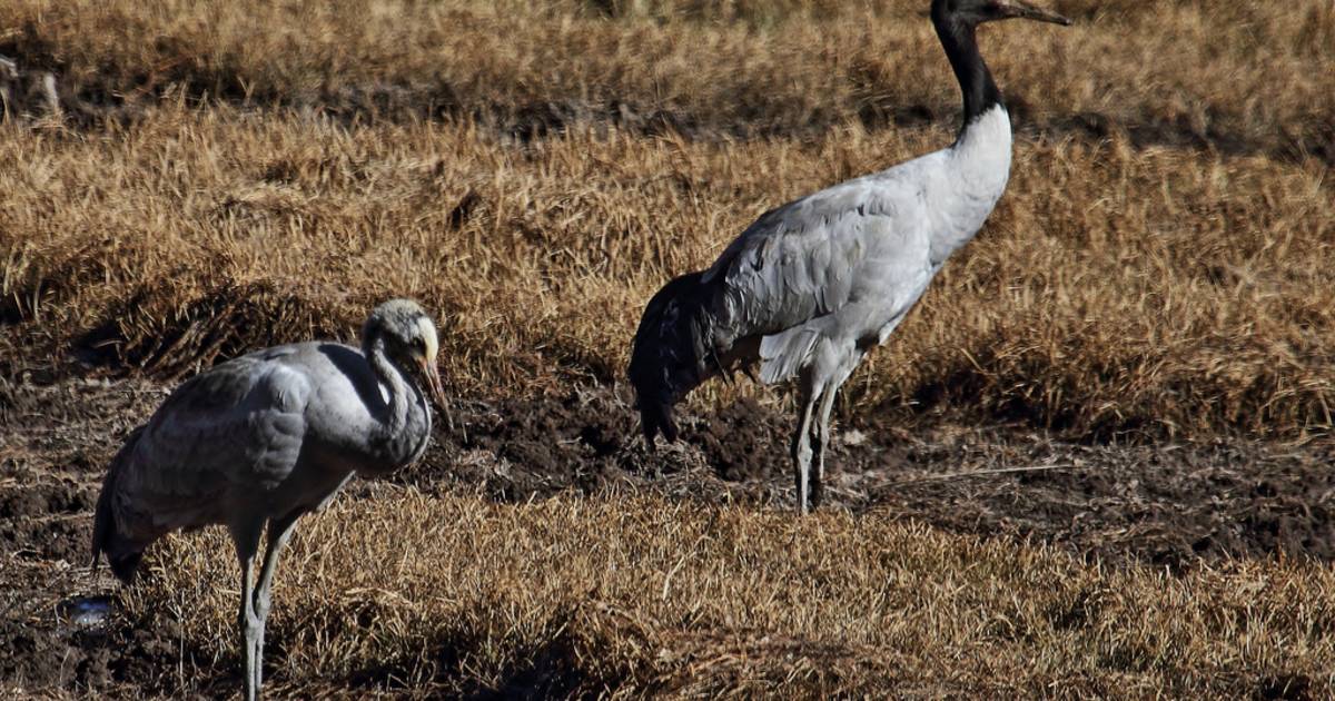 Black-Necked Cranes in Bhutan - Best Time
