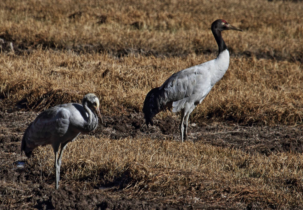 Black-Necked Cranes in Bhutan - Best Time