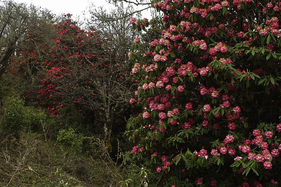 Blooming Rhododendrons in Bhutan - Best Season