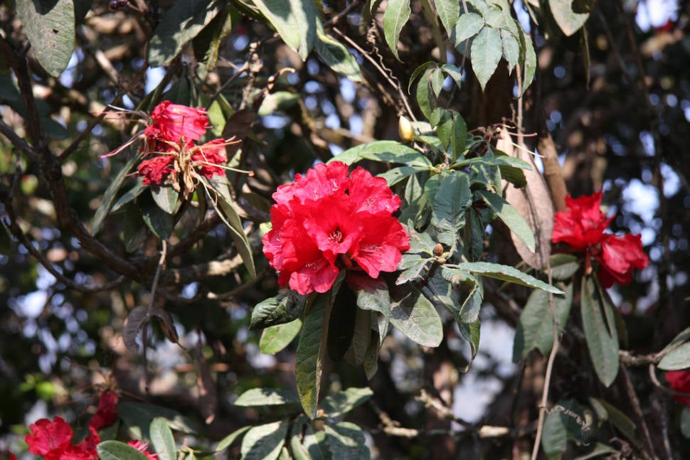 Blooming Rhododendrons in Bhutan - Best Time