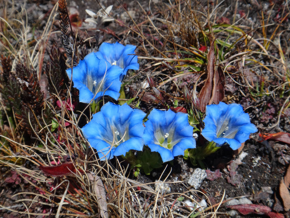 "Gentiana (gentians) were by far the most common flower evident in October"