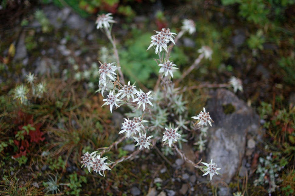 Edelweiss in Bhutan