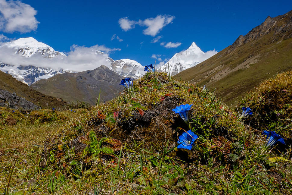 Edelweiss and Gentian Blooming Season in Bhutan - Best Time