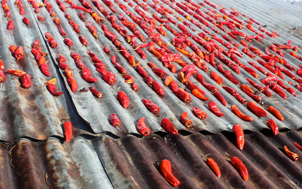Best time for Red Chilli Peppers Season in Bhutan