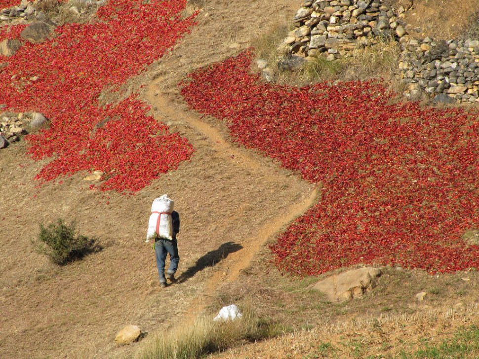 Best time to see Red Chilli Peppers Season in Bhutan