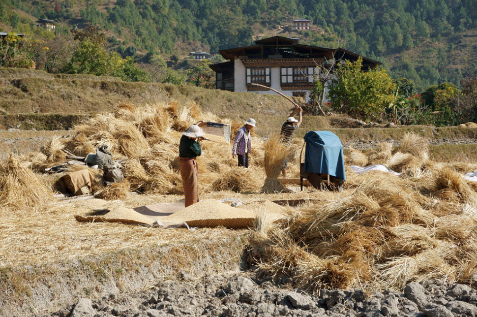 Rice Harvest in Bhutan - Best Season