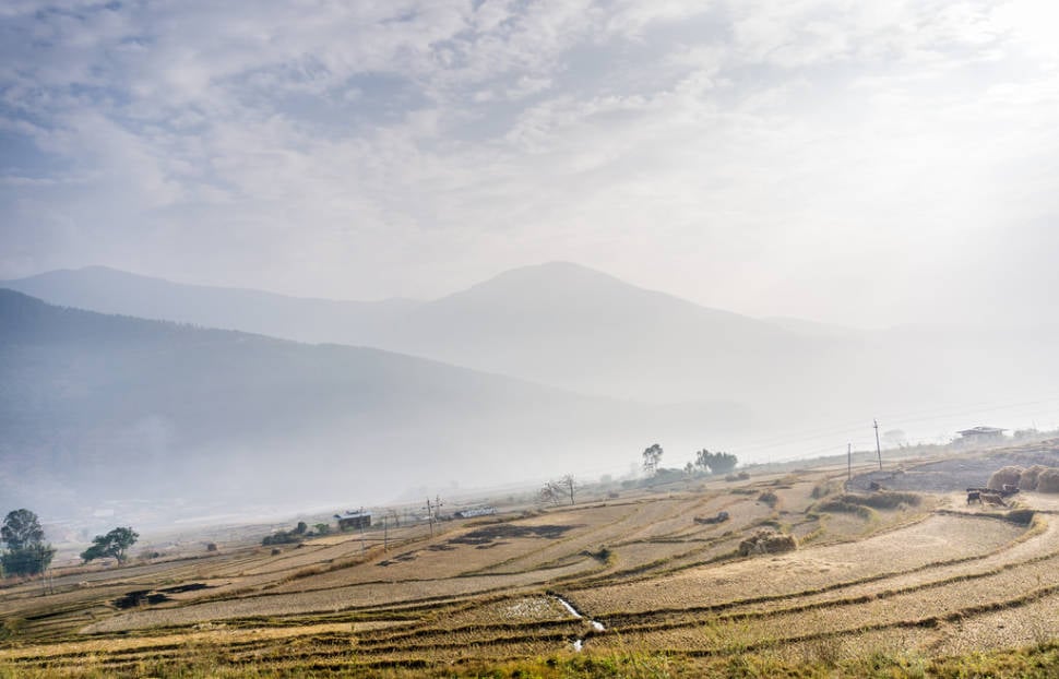 Best time for Rice Harvest in Bhutan