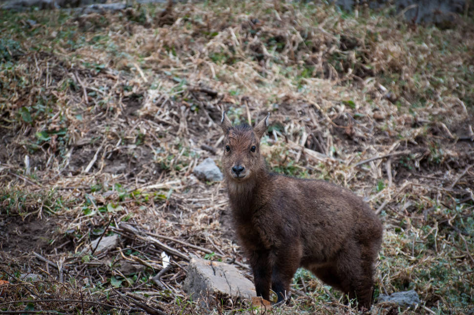 Best time to see Takin Babies in Bhutan