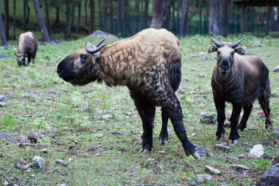 Best time for Takin Babies in Bhutan