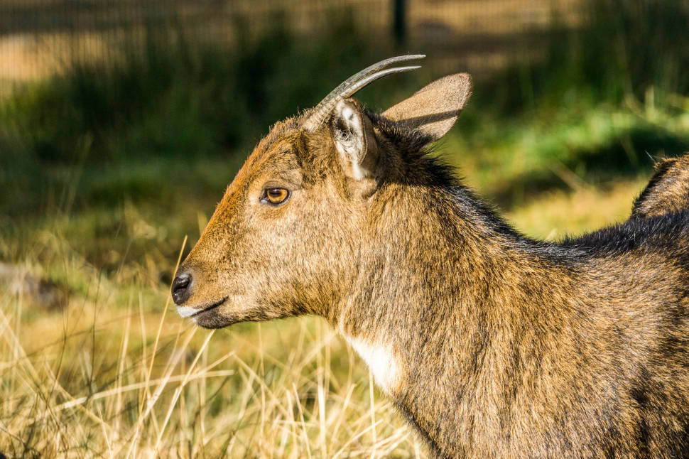 Takin Babies in Bhutan - Best Season