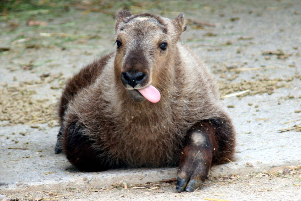 Takin Babies in Bhutan - Best Time