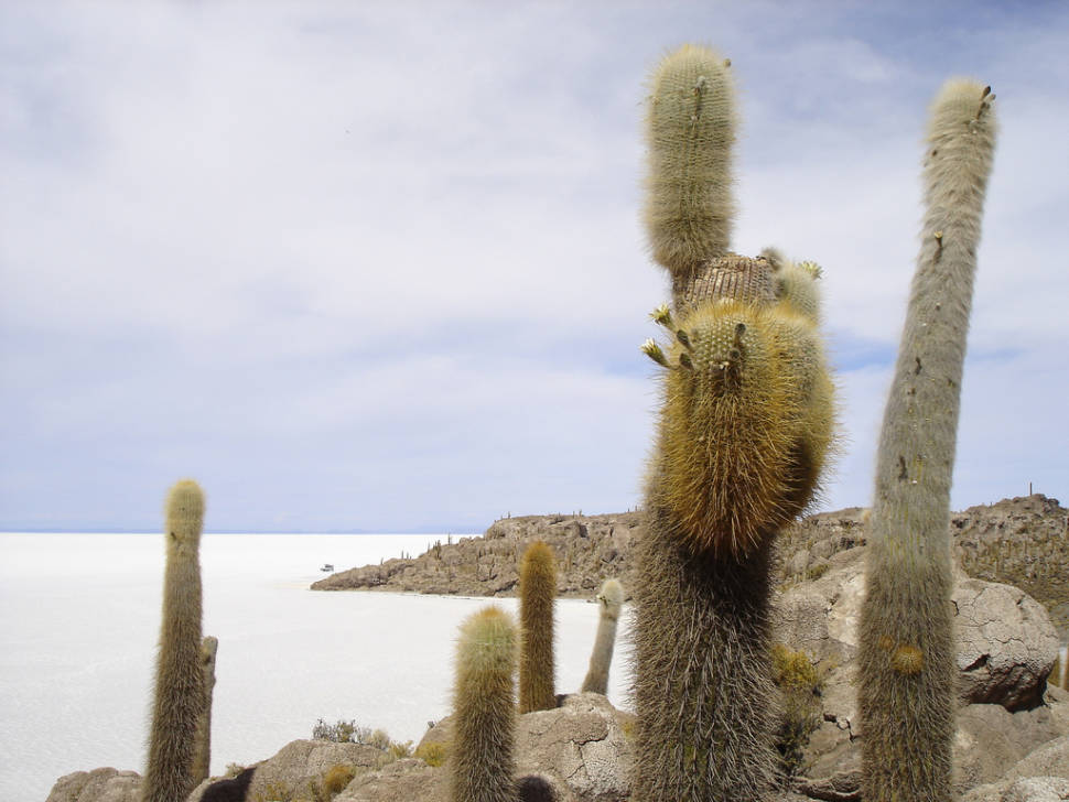 Best time for Blooming Cacti in Bolivia