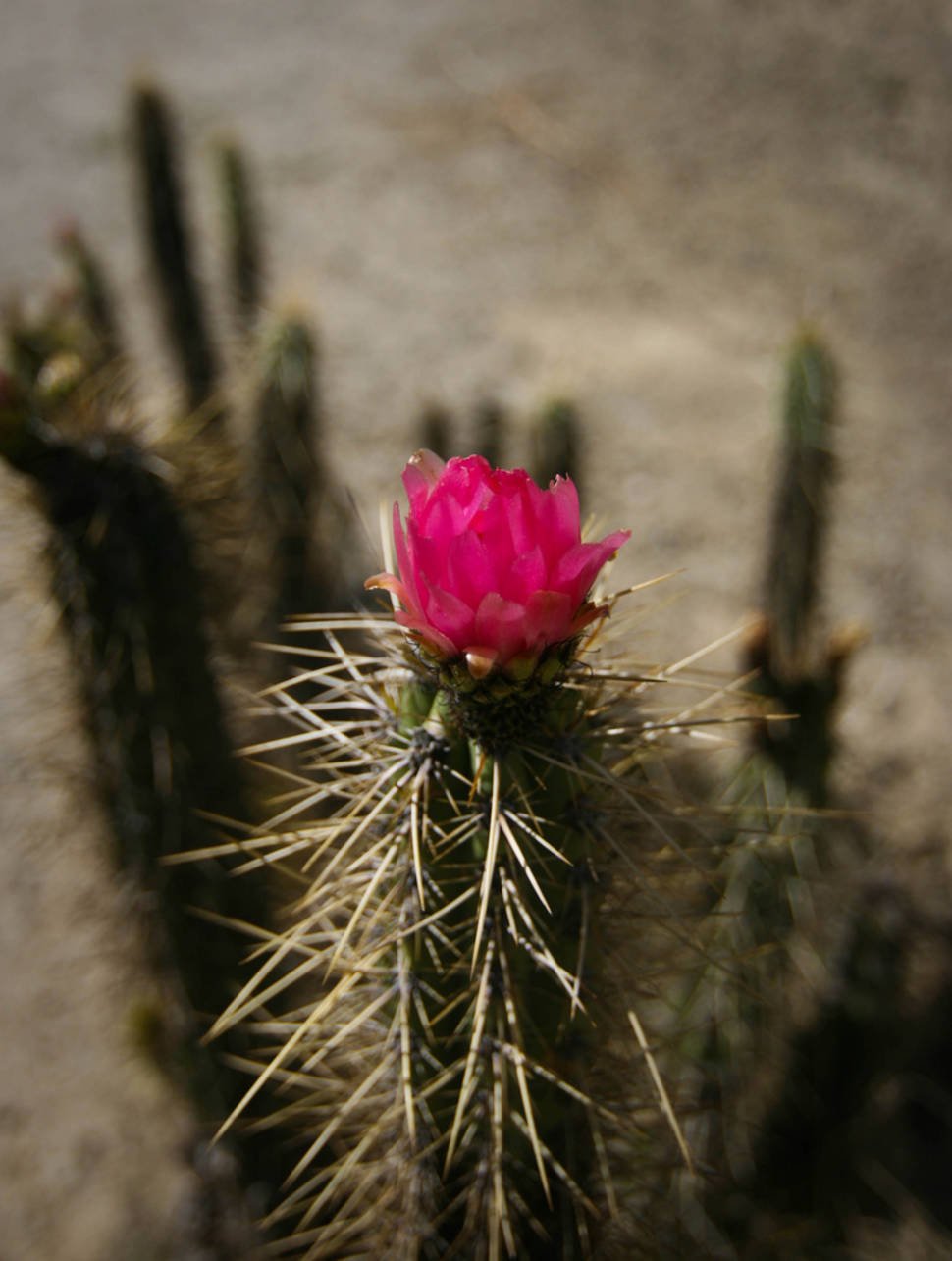 Blooming Cacti in Bolivia - Best Season