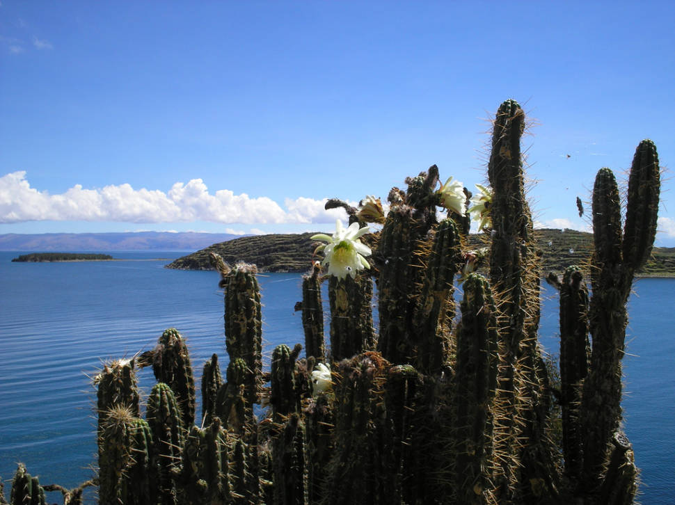 Best time to see Blooming Cacti in Bolivia