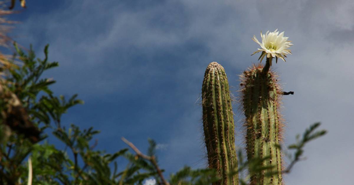 Blooming Cacti in Bolivia - Best Time