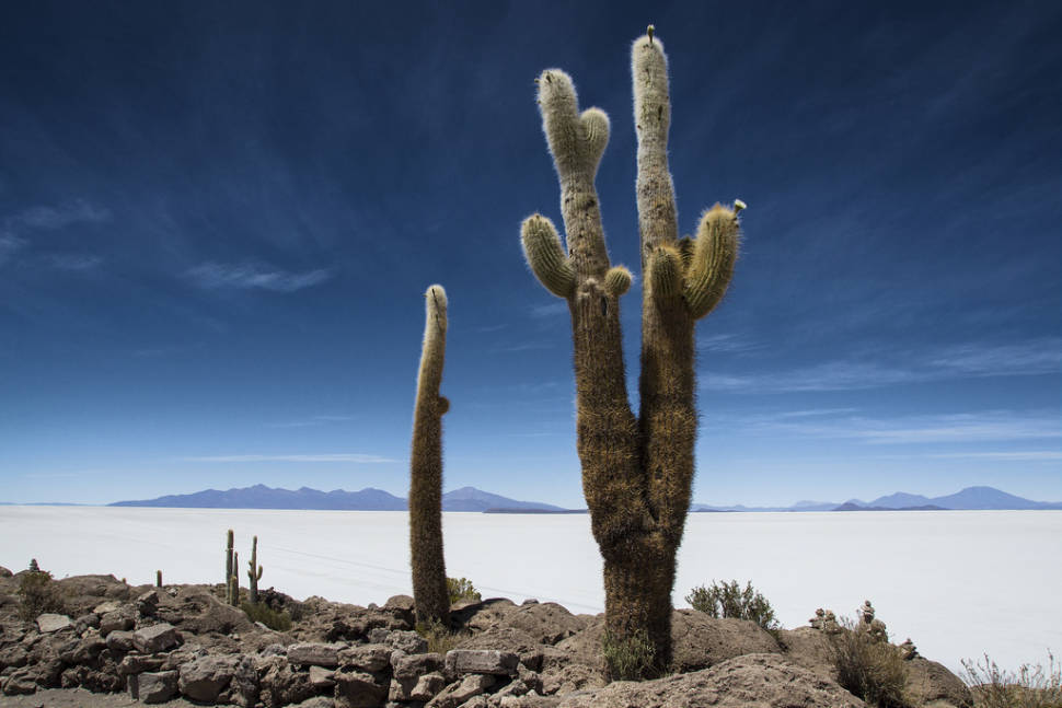 Incahuasi Cactus