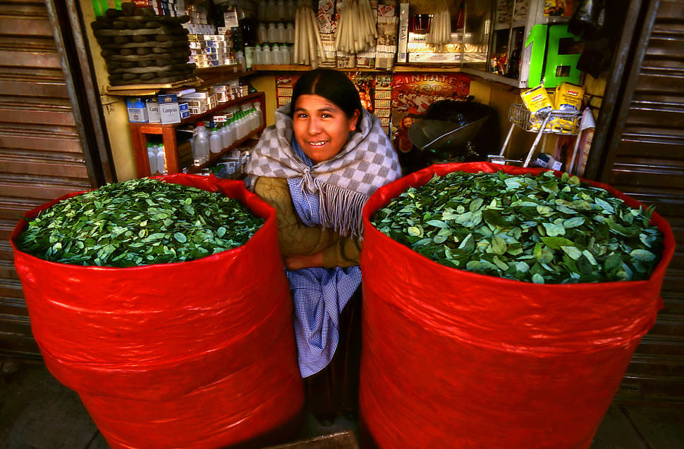 Coca Leaves Harvest in Bolivia - Best Season