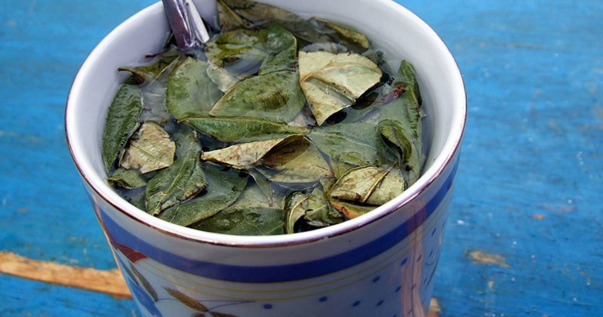 Coca Leaves Harvest in Bolivia - Best Time