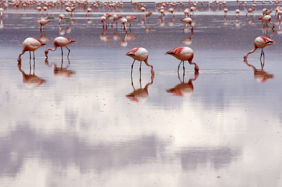 Best time for Flamingos in Bolivia