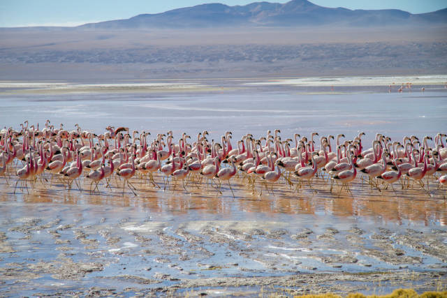 Laguna Colorada