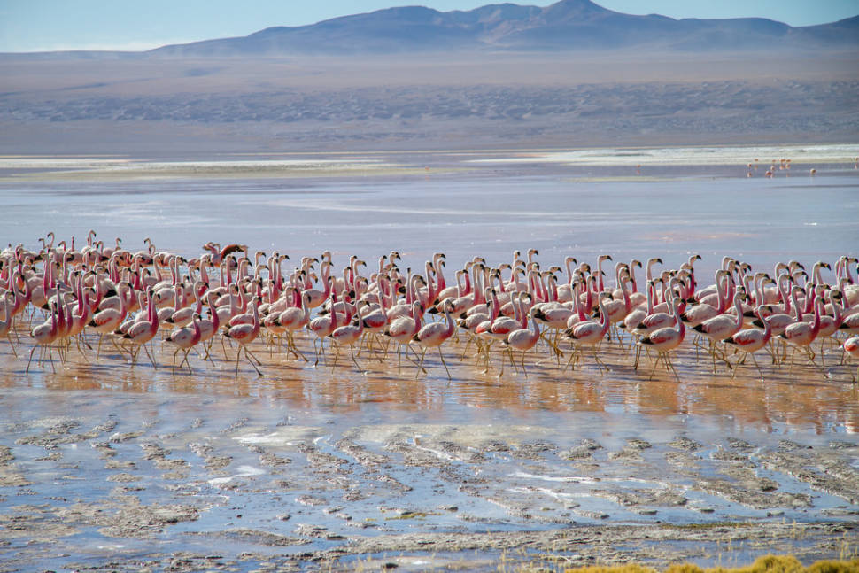 Laguna Colorada