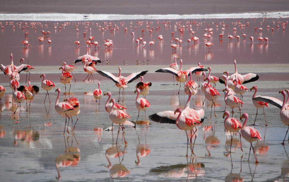Flamingos in Bolivia - Best Season