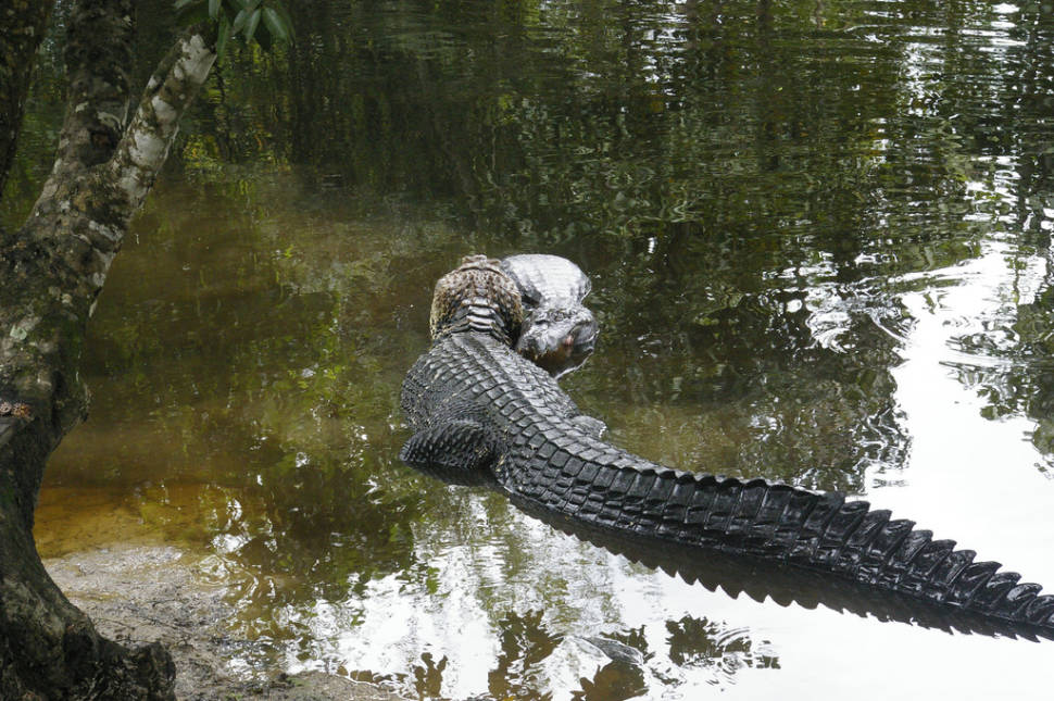 Best time for Float the Amazon in Bolivia
