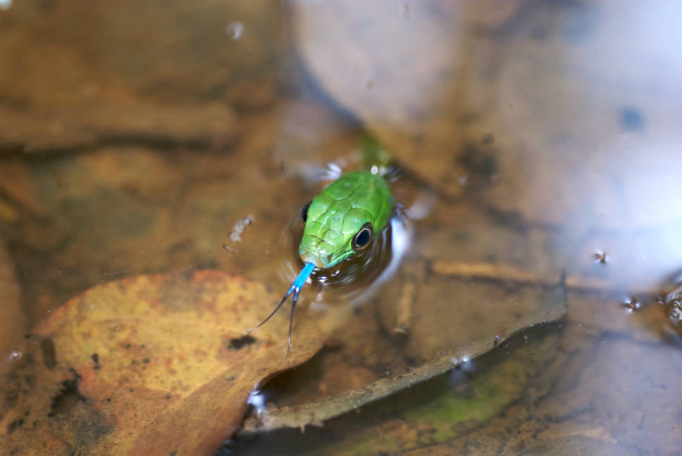 Best time to see Float the Amazon in Bolivia