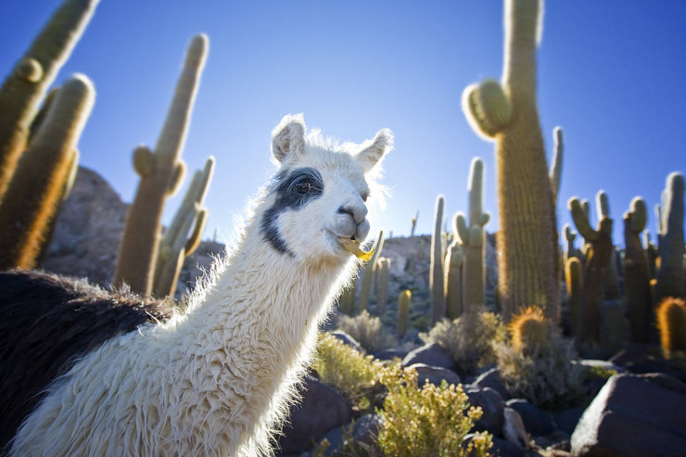 Best time for Llamas in Bolivia