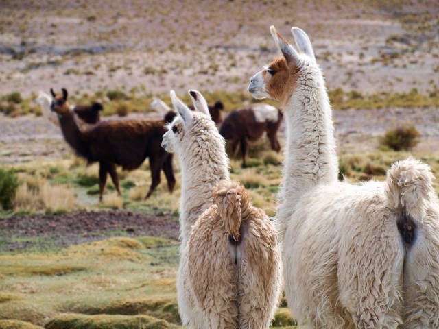 Llamas in Bolivia - Best Season