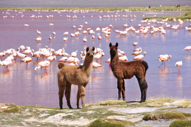 Best time to see Llamas