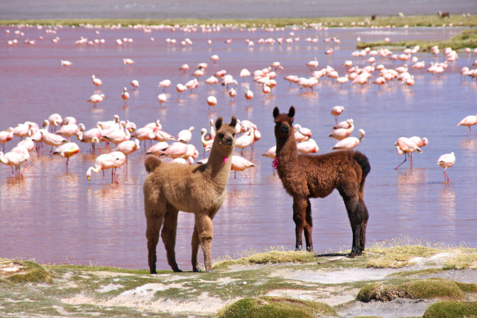 Best time to see Llamas