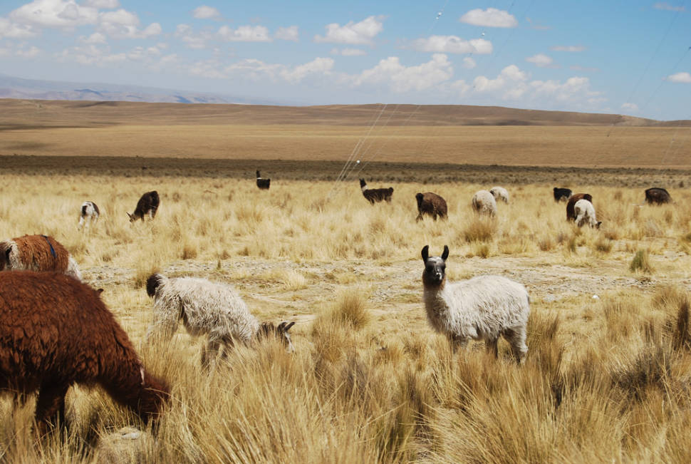 Best time to see Llamas in Bolivia