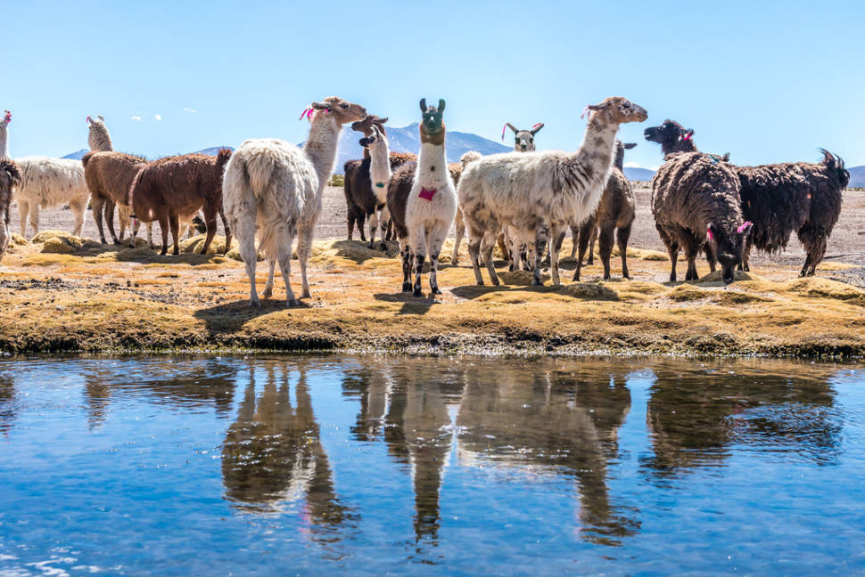 Llamas in Bolivia - Best Time